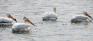 Lindenwoods Park - Pelicans
