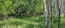 Bois-des-esprits - Deer