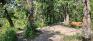 Bois-des-esprits - Trails - Carvings