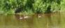Sturgeon Creek Parkway - Hamilton - Ducks in Sturgeon Creek