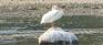Westwood Green - Pelican