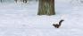 Whitegates Park - Winter Squirrel