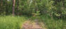 St. Vital Park - Pathways - Eastern Forest - Deer