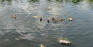 St. Vital Park - Dunking Ducks!